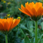 calendula mountain rose